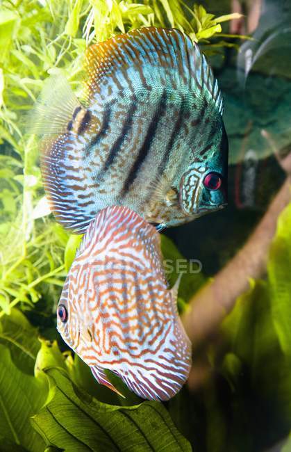 Peces tropicales bajo el agua - foto de stock