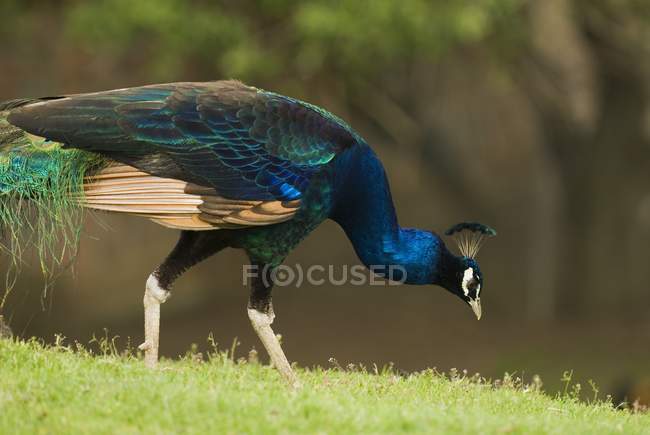 Peacock Feeding outdoors — Stock Photo