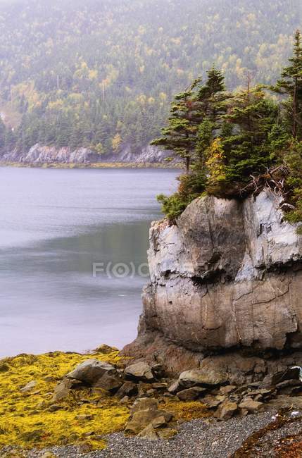 Trees On A Cliff Near Harbour — Stock Photo