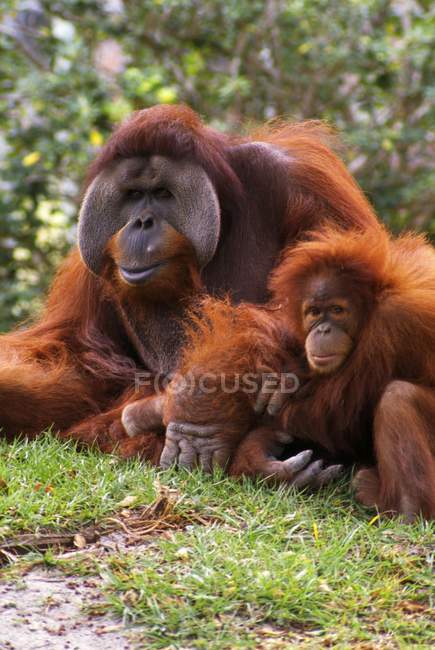 Madre y bebé orangután - foto de stock