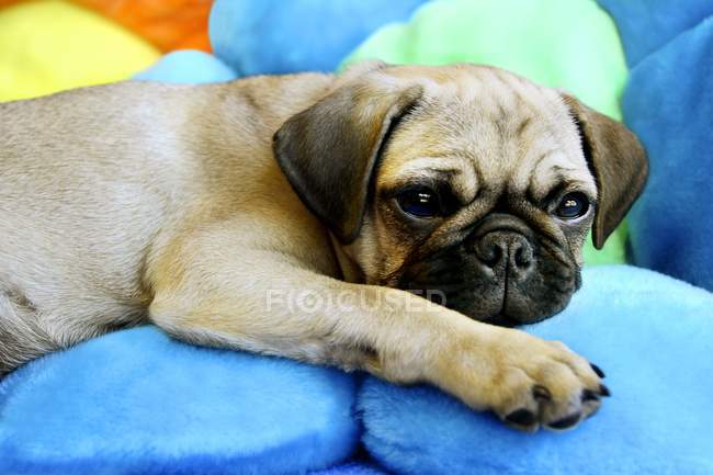 Pug sdraiato su cuscini — Foto stock