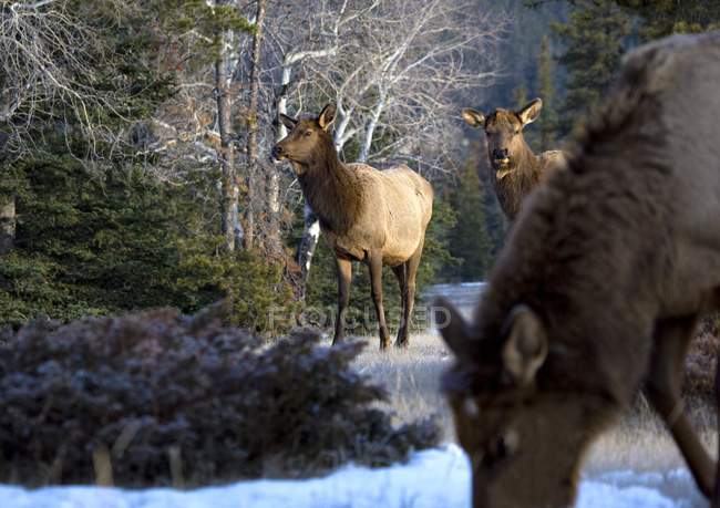 Elks standing on snow — Stock Photo