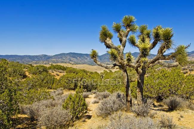 Самотній Джошуа дерева в горах Tehachapi — стокове фото
