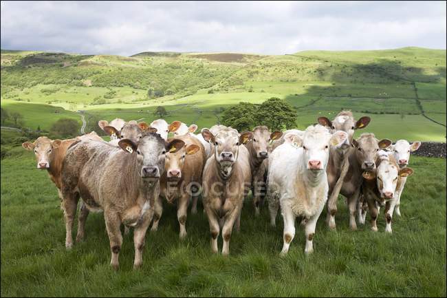 Bovinos leiteiros em pé na grama — Fotografia de Stock
