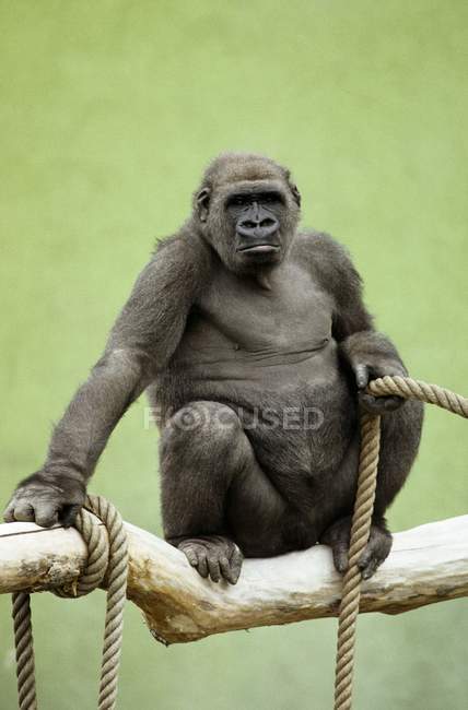 Gorila sentado con cuerda - foto de stock
