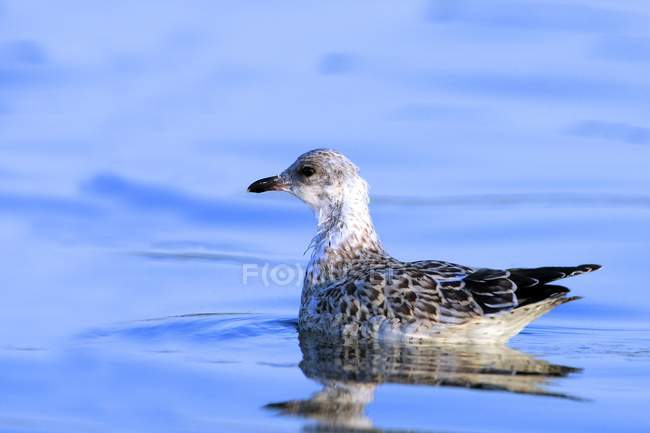 Young Gull Swimming — Stock Photo