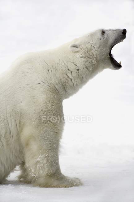 Orso polare con ganasce aperte — Foto stock