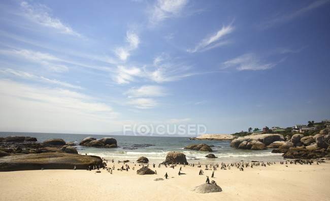 Pinguins em uma praia — Fotografia de Stock