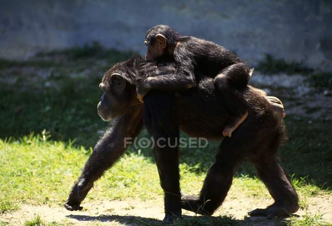 Мати шимпанзе з дитиною на спині — стокове фото