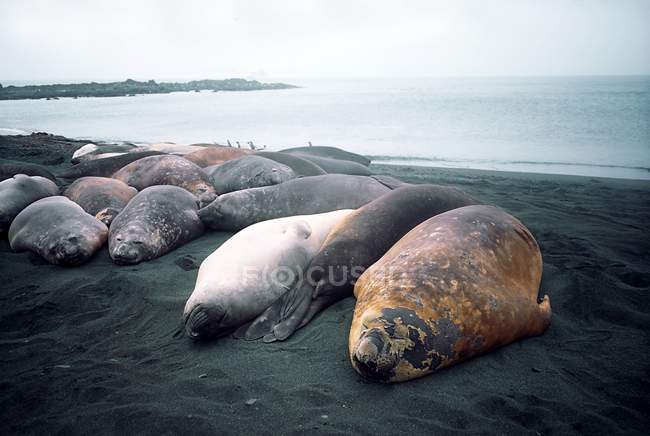 Тюлени спят на пляже — стоковое фото