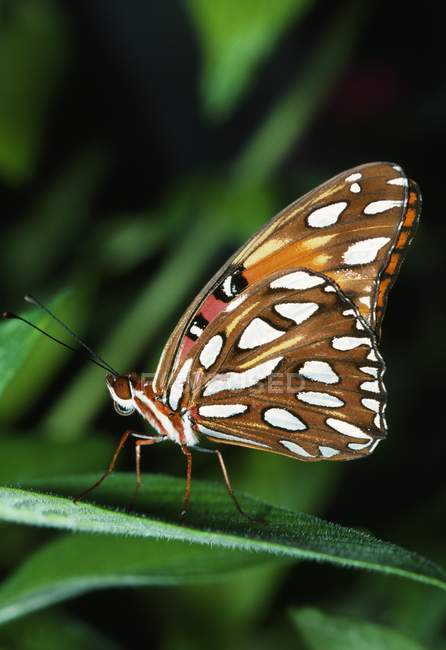 Gulf Fritillary Butterfly On Leaf — Stock Photo