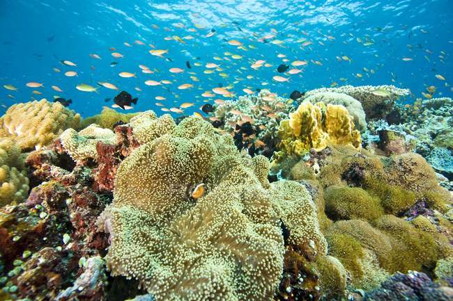 Scuola di pesce nuotare sopra la barriera corallina — Foto stock
