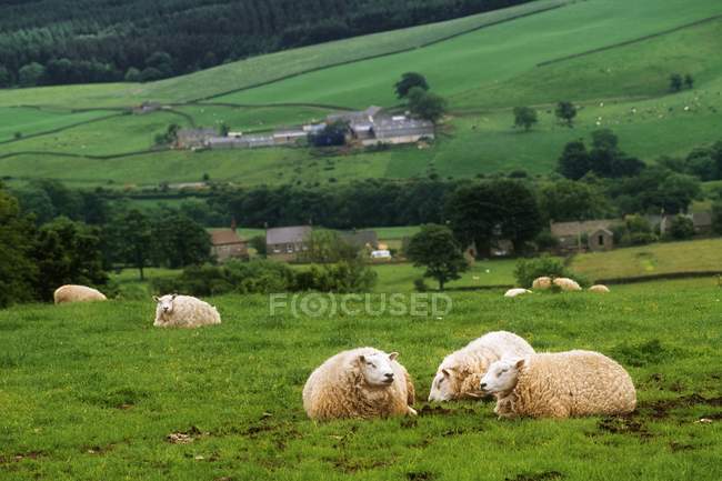 Moutons pondus dans le champ — Photo de stock