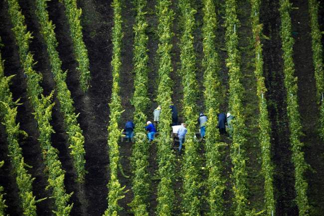 Лінії виноградників з людьми — стокове фото