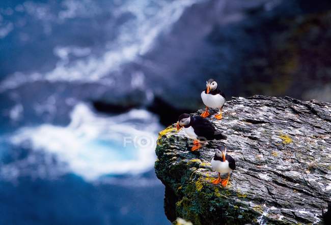 Puffins on rock of cliff — Stock Photo