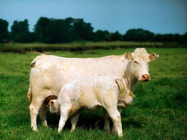 Charolais vaca y becerro - foto de stock