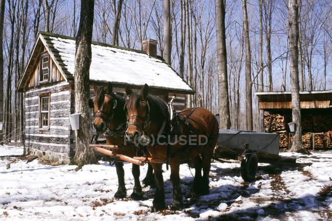 Cheval tracé Wagon et Sugar House dans les bois de sucre — Photo de stock