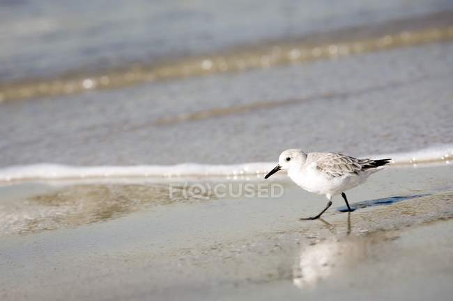 Seagull On Beach with wavy water — Stock Photo