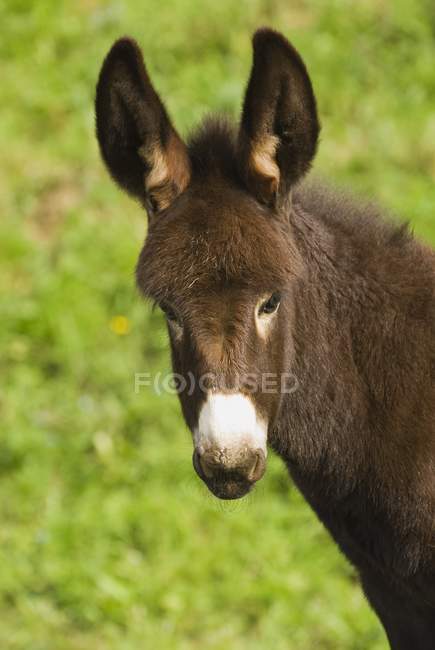 Bébé âne sur herbe verte — Photo de stock