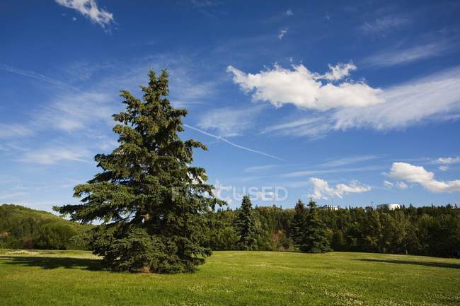 Bäume im Park auf grünem Rasen — Stockfoto