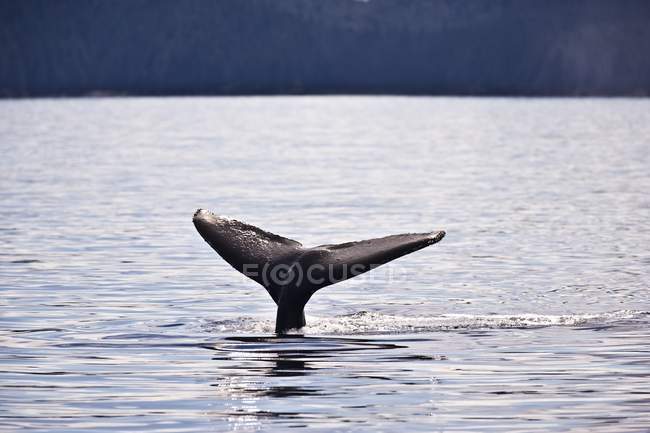 Megattere balena andando sotto l'acqua — Foto stock