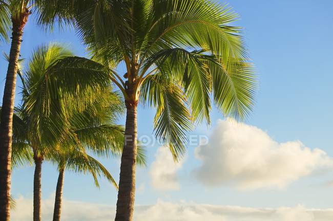 Palm Trees against blue sky — Stock Photo