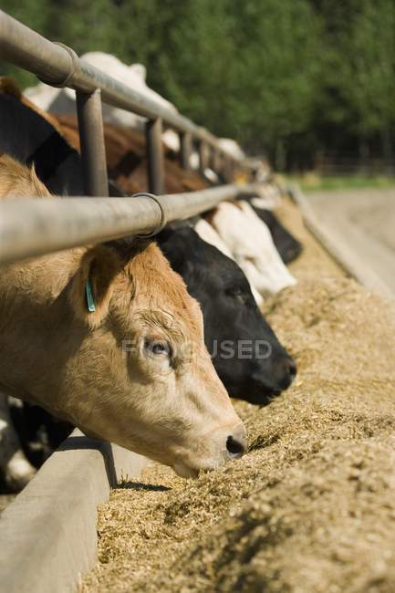 Alimentation du bétail à partir de l'engraisseur — Photo de stock