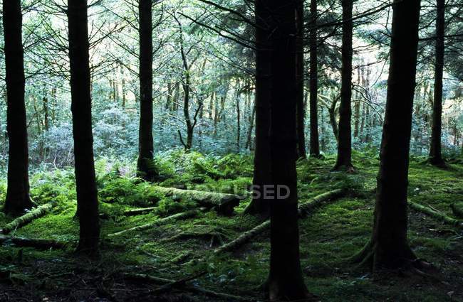 Forêt en Highlands avec grumes — Photo de stock