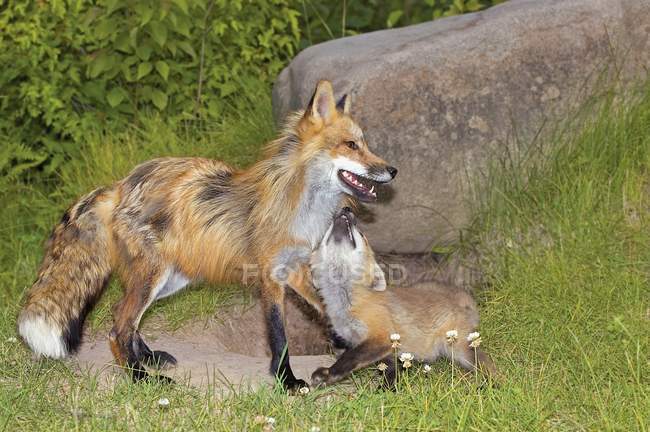 Red Fox e Kit — Foto stock