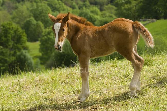 Poulain poney de montagne cantabrique — Photo de stock