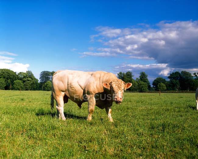 Шароле бик в трав'янистих області — стокове фото