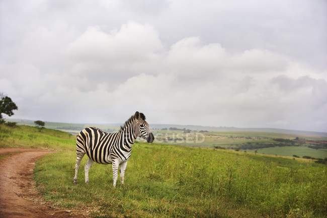 Zebra no campo na grama — Fotografia de Stock