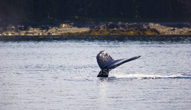 Humpback Whale (Megaptera Novaengliae), Inside Passage, Southea — Stock Photo