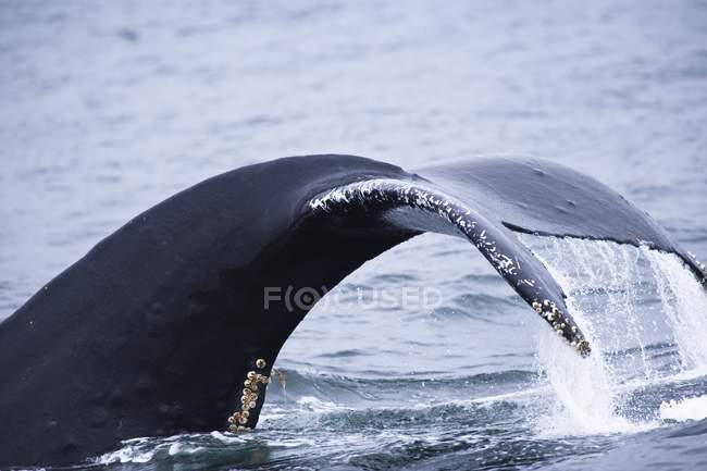 Горбатий кит (Megaptera Novaengliae), всередині проїзд, Southea — стокове фото