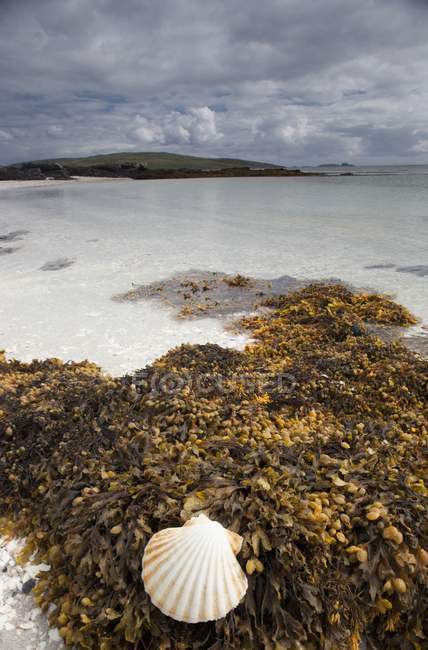 Оболочки и водорослей на берегу — стоковое фото
