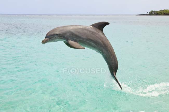 Прыжки с дельфина в бутылку — стоковое фото