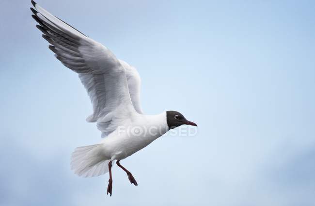 Bonaparte Gull em voo — Fotografia de Stock
