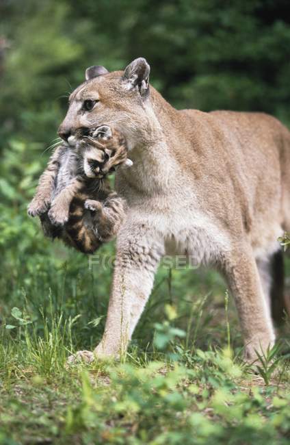Leão de montanha transportando filhote — Fotografia de Stock