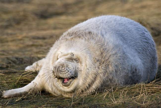Тюленя лежить траві — стокове фото