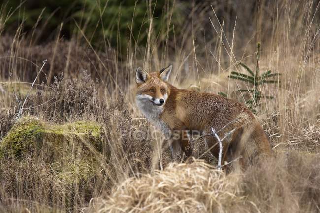Uma raposa vermelha em pé na grama marrom — Fotografia de Stock