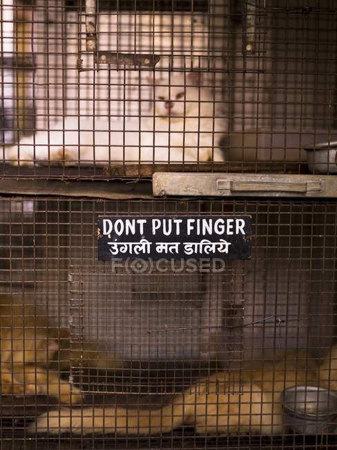 Gatto in gabbia con segno — Foto stock
