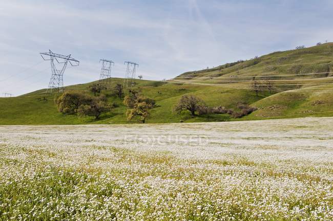 Flores silvestres florescendo no rancho Tejon — Fotografia de Stock