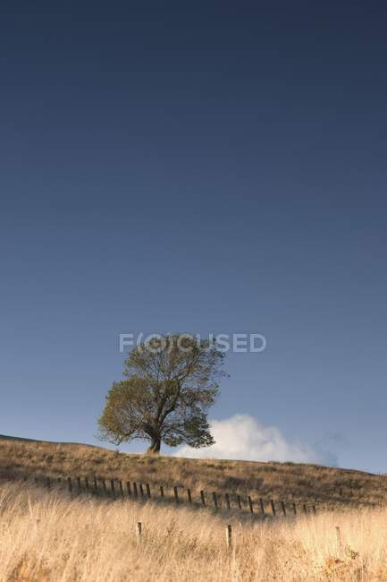 Самотній дерева на полі — стокове фото