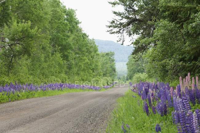 Estrada do país com Lupines crescendo ao longo dele — Fotografia de Stock