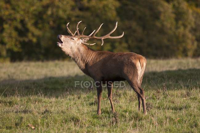 Male Deer Calling — Stock Photo