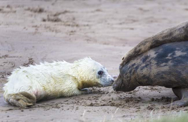 Baby Seal And Adult — Stock Photo