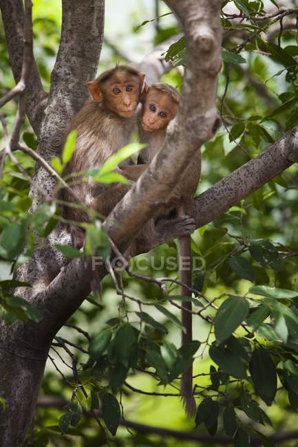 Dos monos sentados - foto de stock