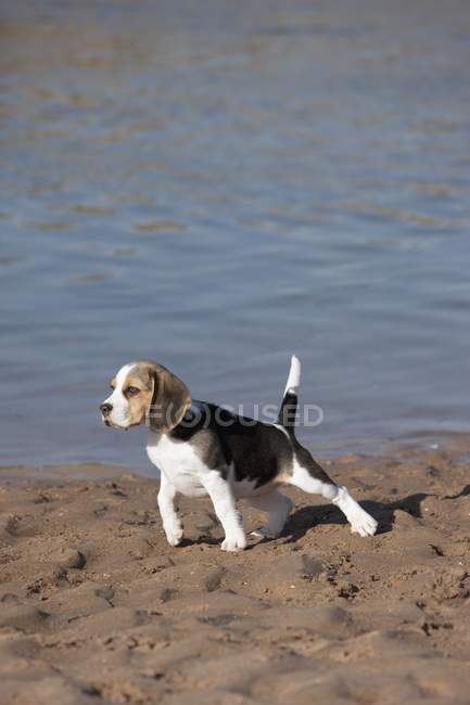 Filhote de cachorro beagle na praia — Fotografia de Stock