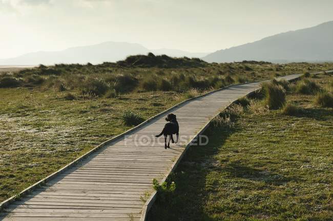Cão andando para baixo — Fotografia de Stock