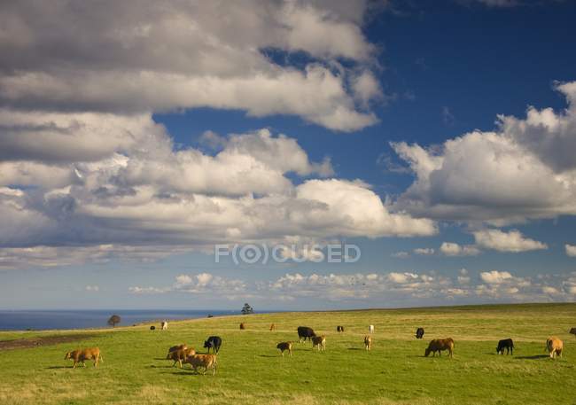 Grazing gado em campo — Fotografia de Stock